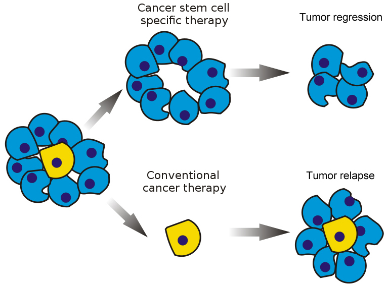 Cancer stem cells