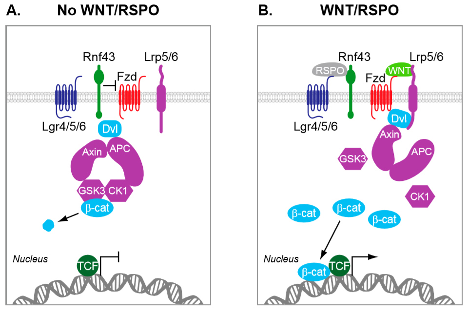 Wnt signaling in colorectal cancer